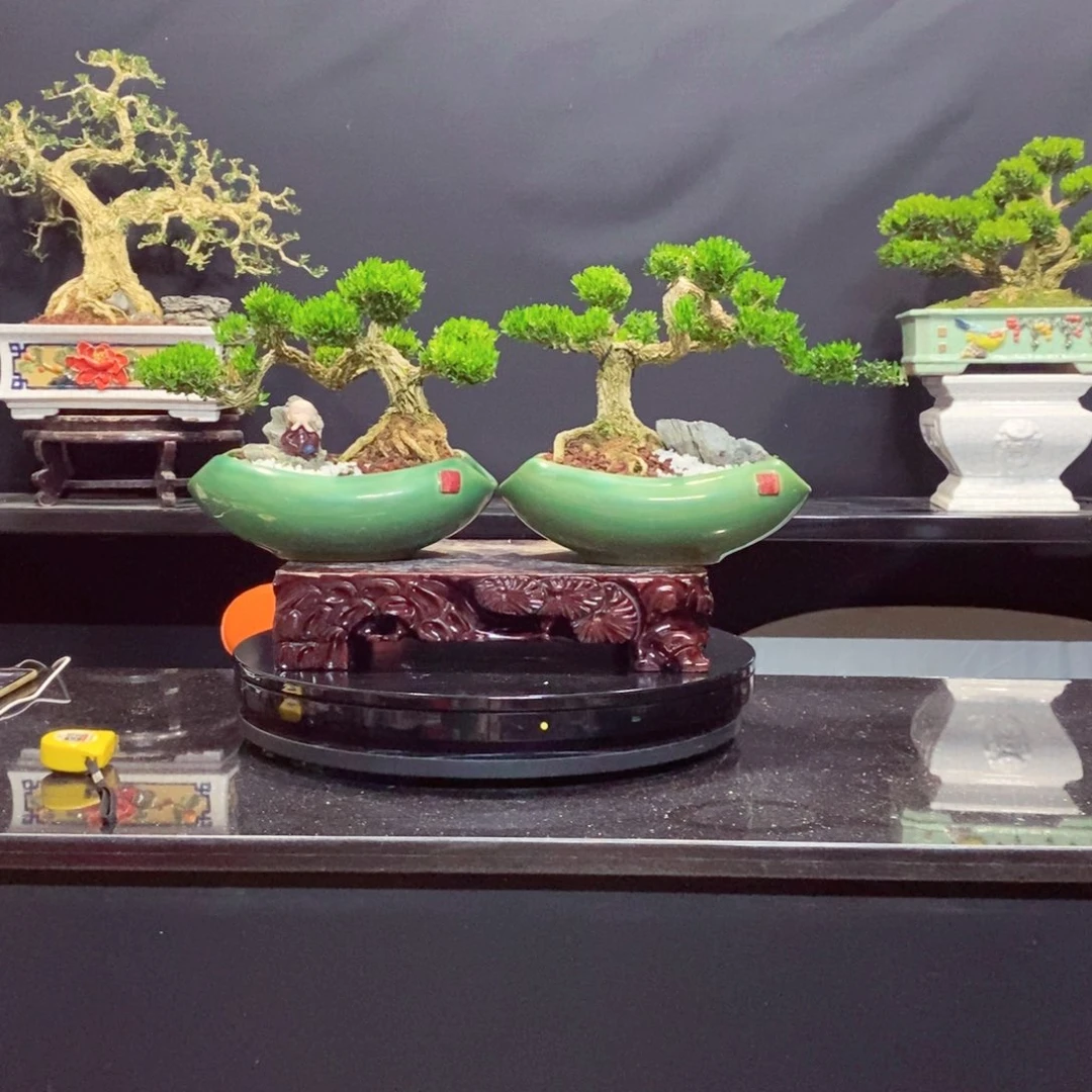 无花朵广东皱皮雀舌黄杨