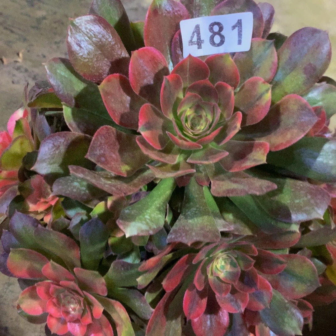 【闪购商品】481红秀多肉