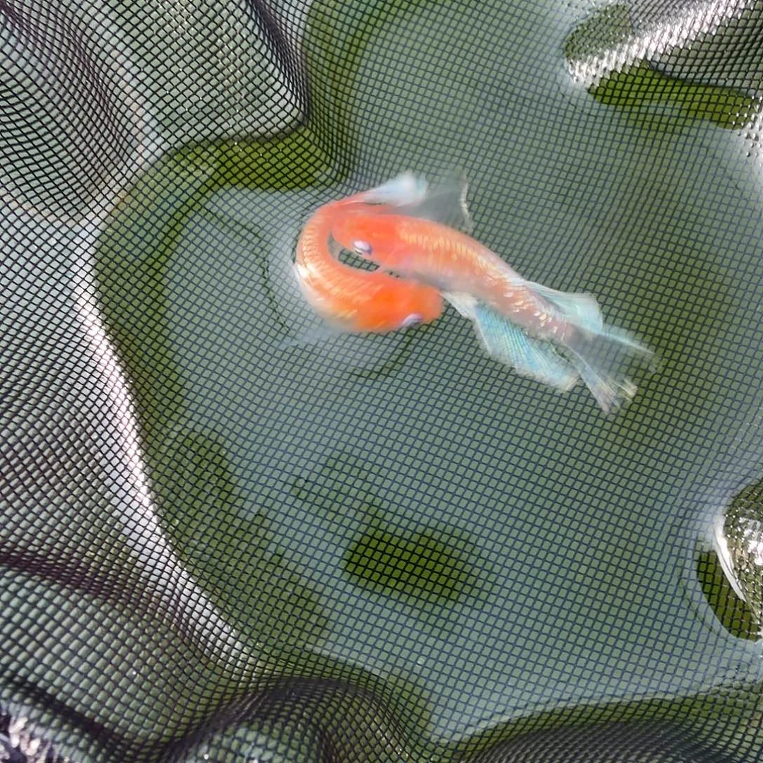 青鳉鱼编号 24 木系红赤壁真长鳍一对