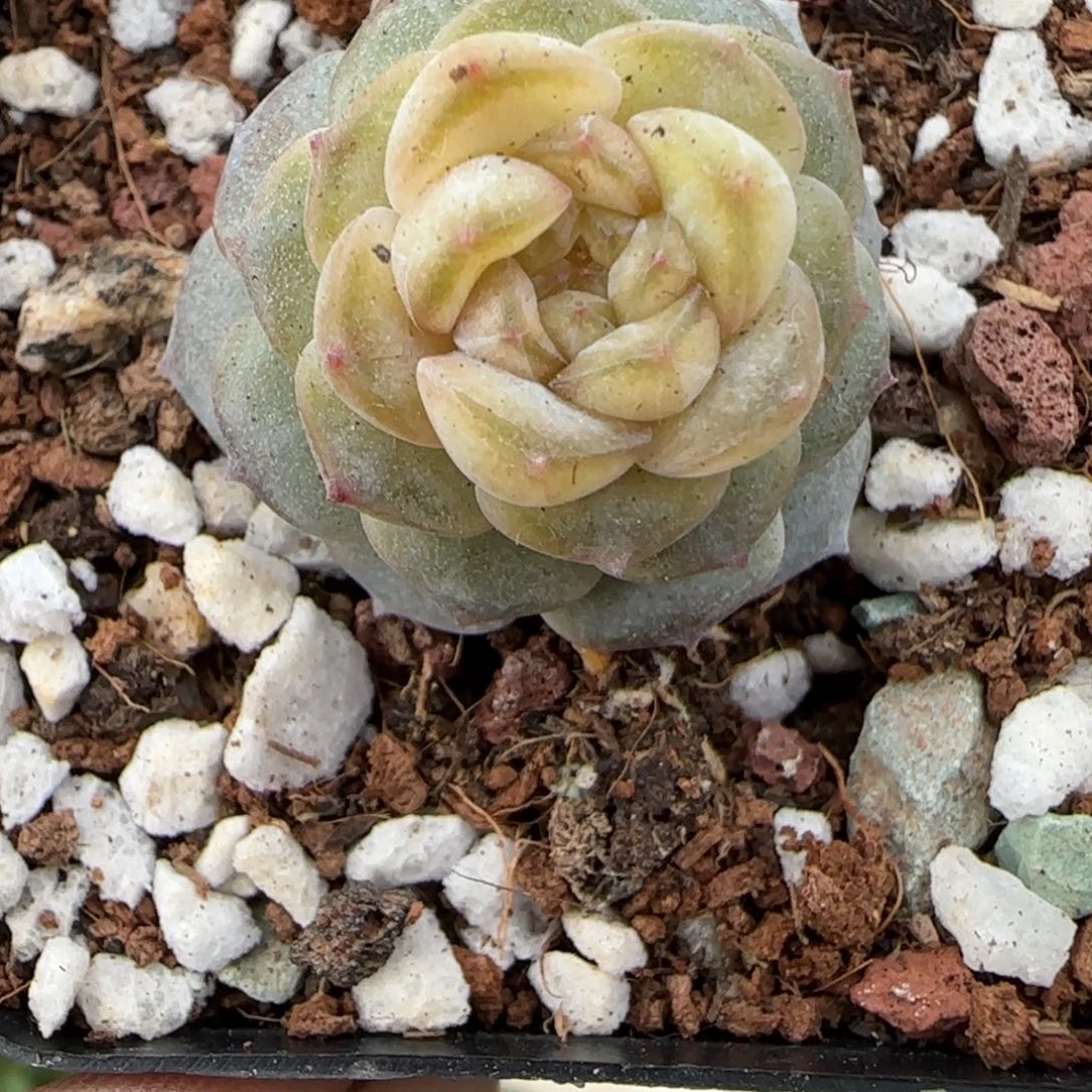 多肉小卡拉米糖心一物一拍