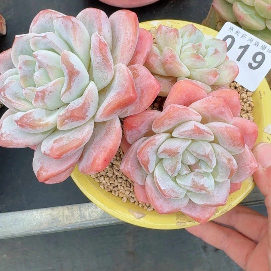 ****呀老桩冰玉      愿你一路坦途，乘风破浪展宏图