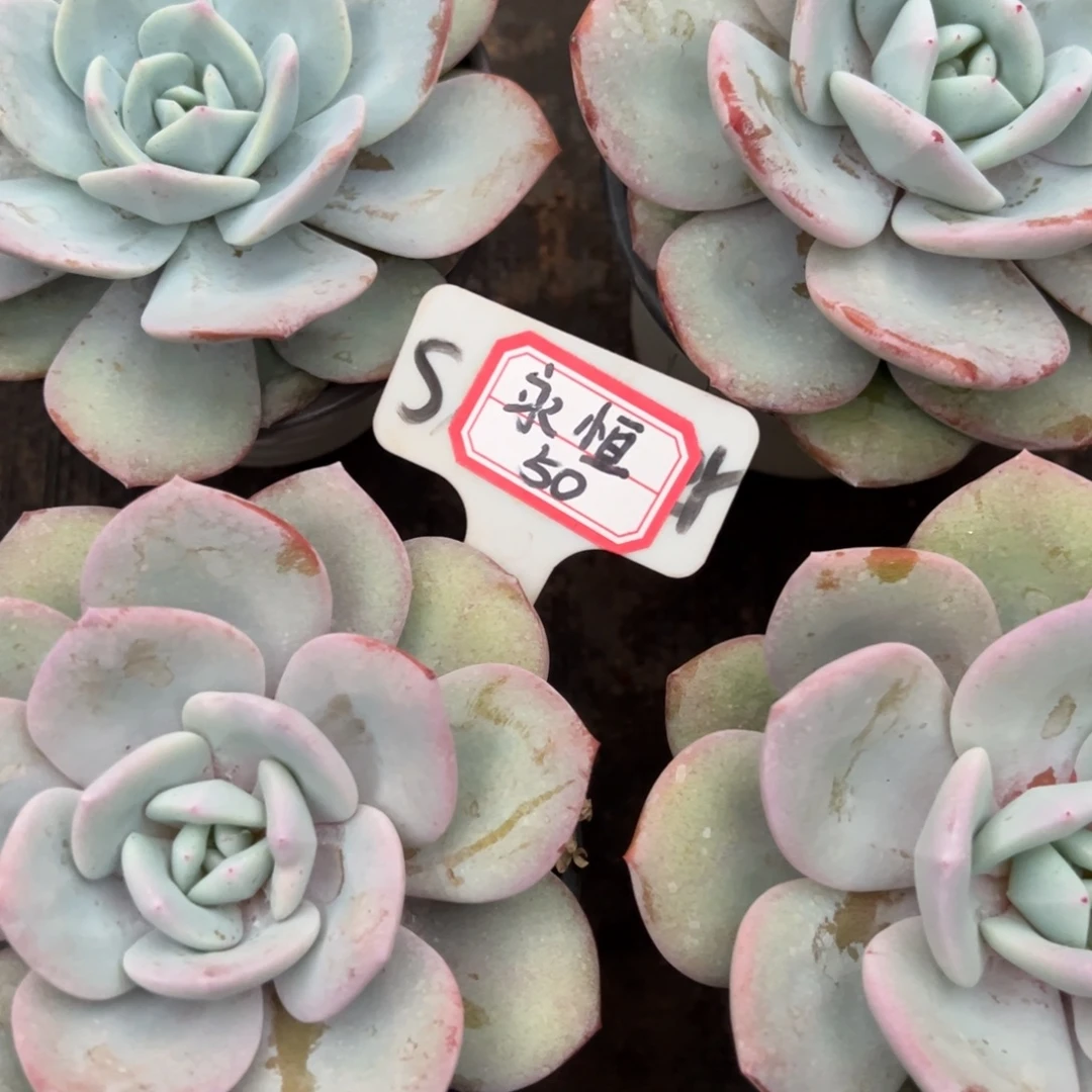 永***爱永恒50。