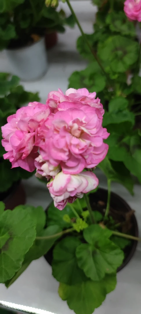 韩国玫瑰小姐直立系天竺葵