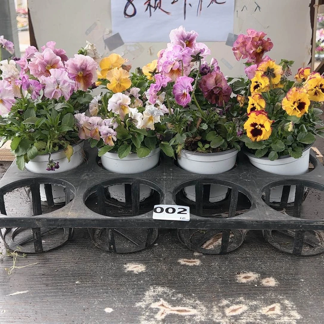 【闪购商品】002号