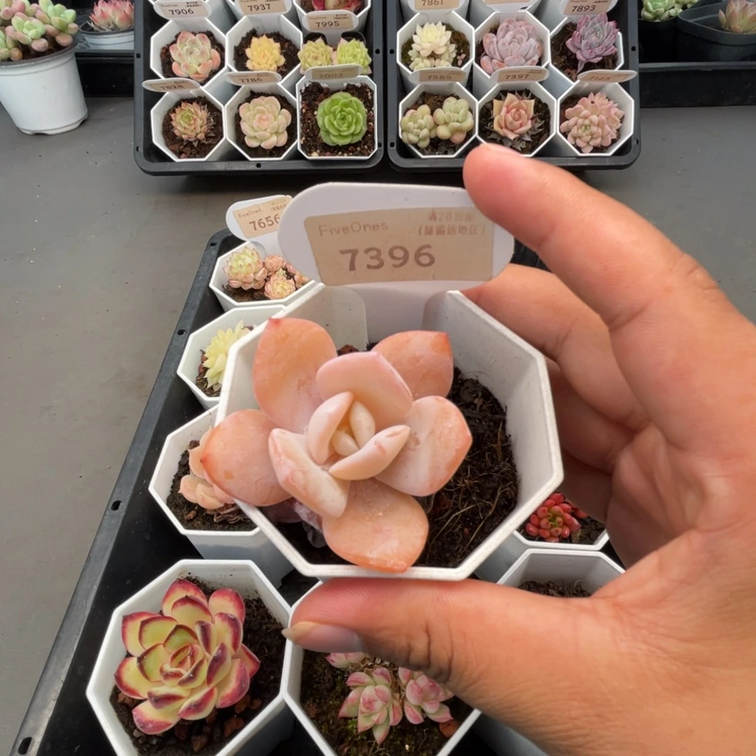 7396奶茶 5.0厘米