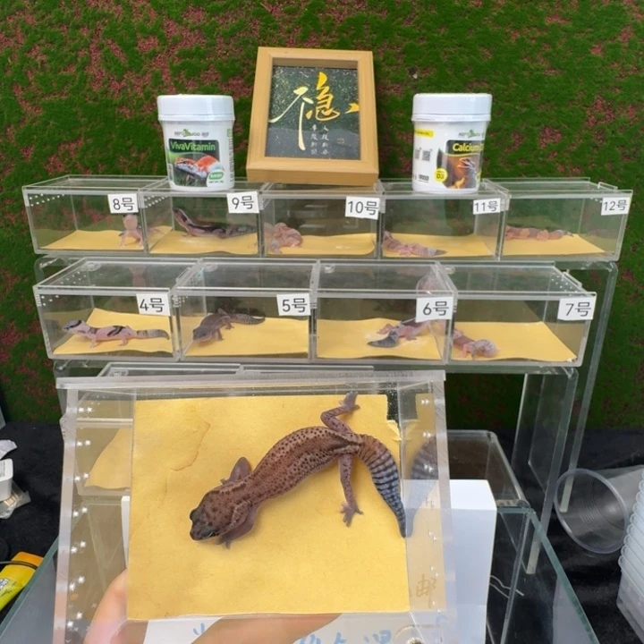 肥尾守宫无纹崽崽，0元起，8.88一手！