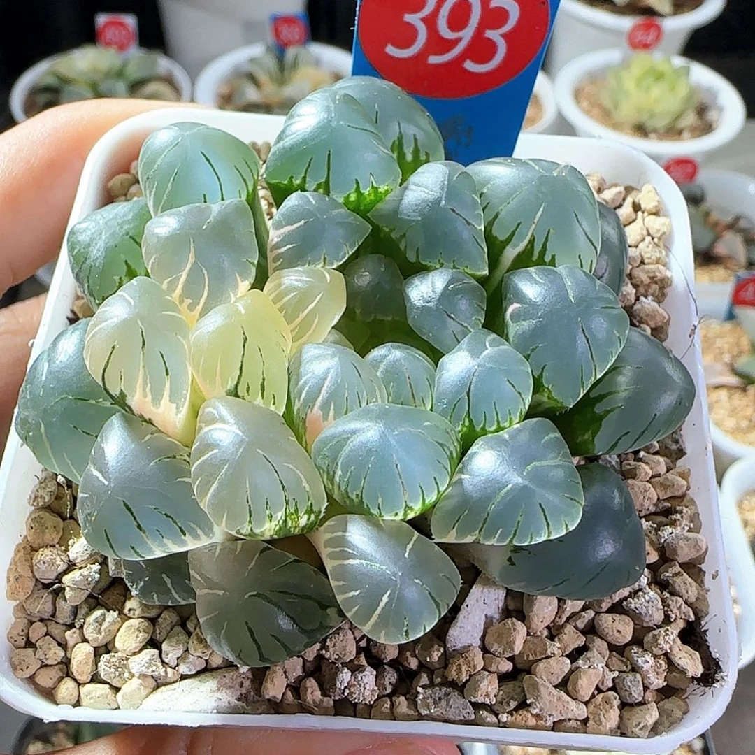 393号大窗冰灯玉露锦一物一拍带盆土