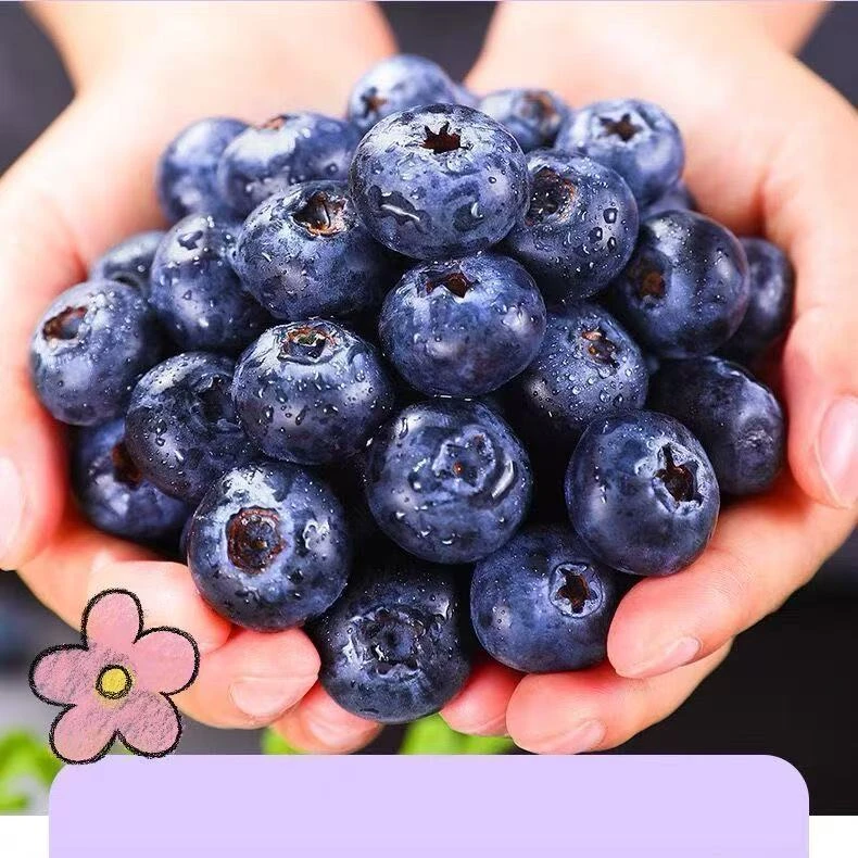 【头茬超甜大果】花香蓝莓16-12mm 现摘现发 100g/盒 10盒 顺丰