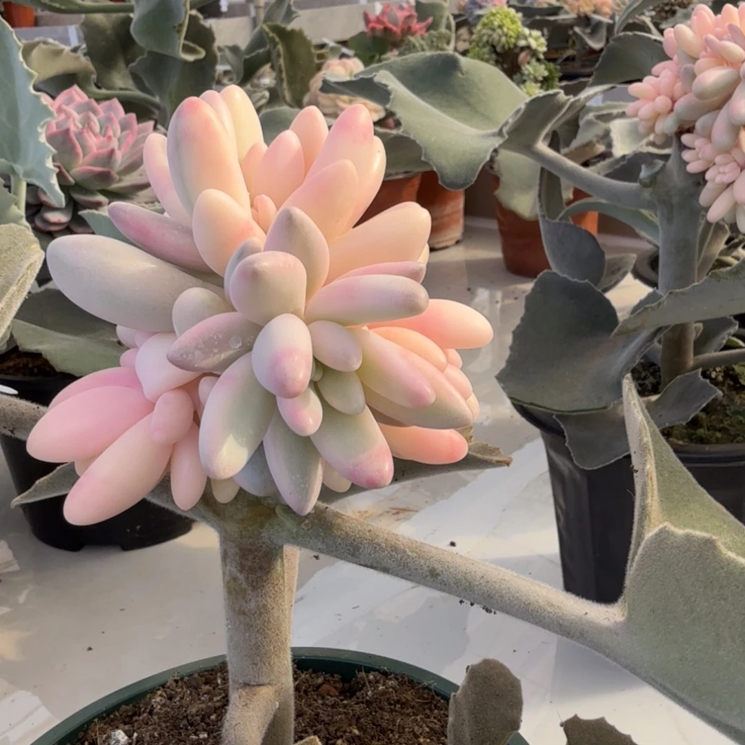 苏樱美人 安吉园艺锦锦