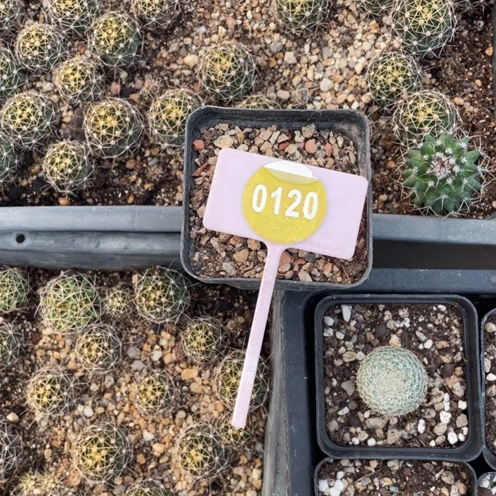 ****式实生仙人01200000000