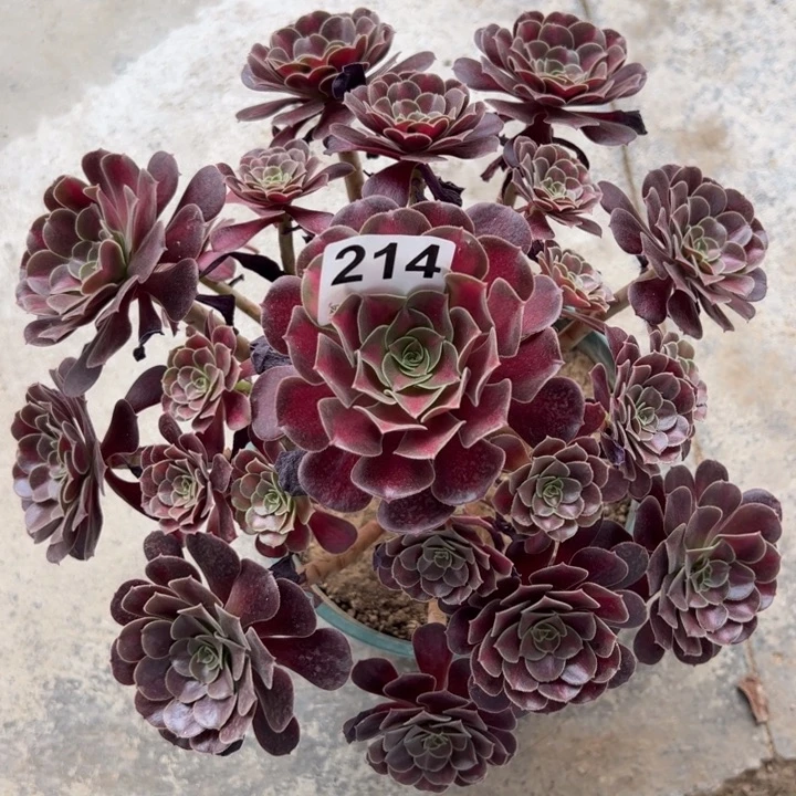 214夕阳26厘米半木质