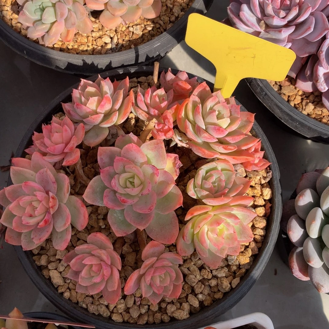 幸***猪丝绸面纱2727272727272727277