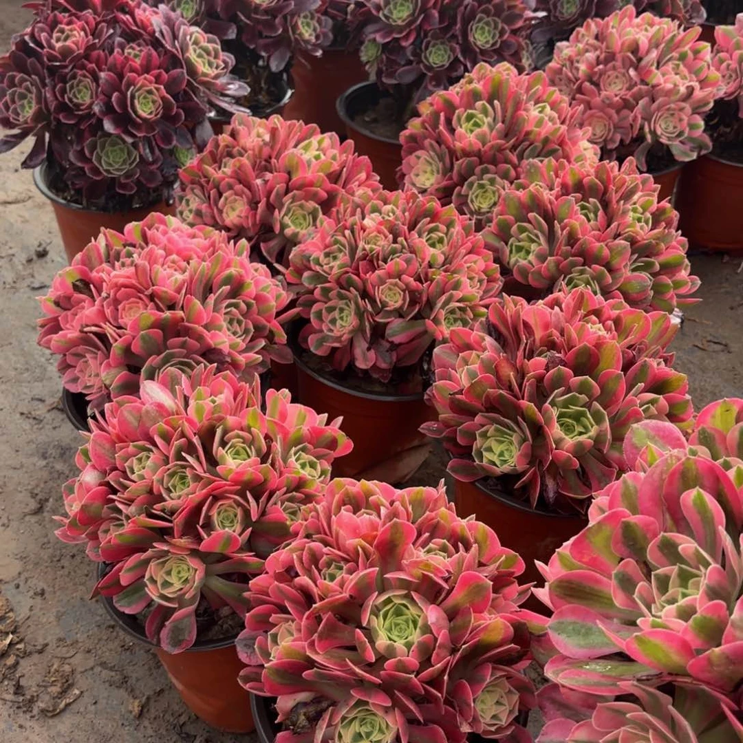 粉女巫9.9祝绣球法师多肉嫩