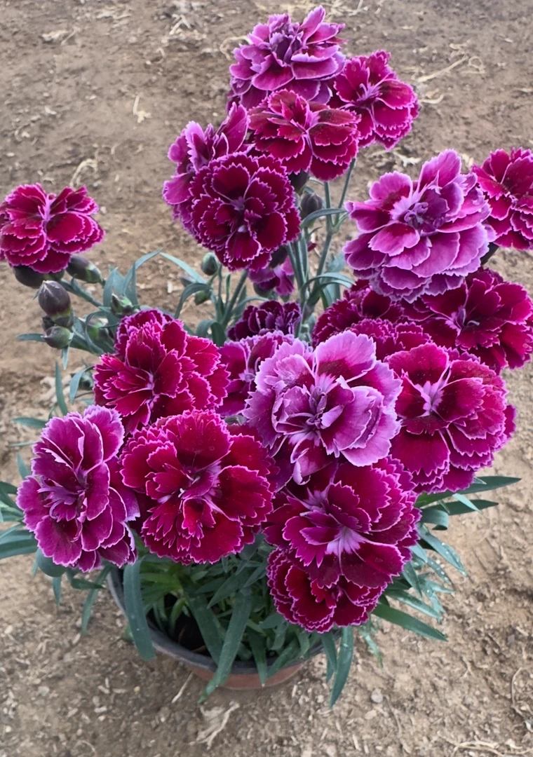 康乃馨【紫蝴蝶】原盆原土带花苞发货盆栽绿植室内阳台好养活