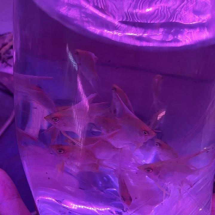 孔雀鱼20条金顶燕鱼
