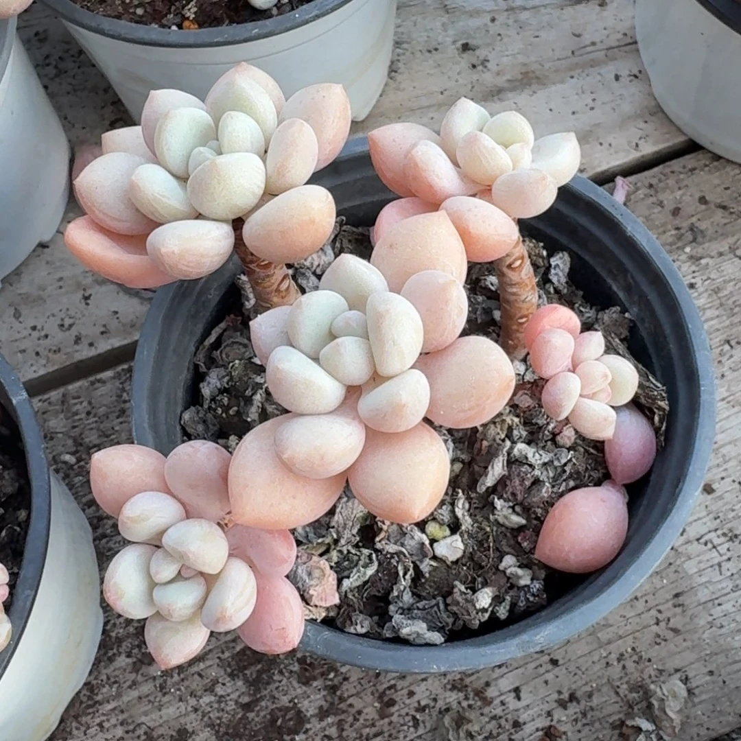 泡泡糖新疆包邮19.8