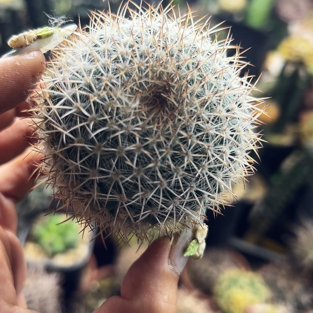 白王丸有根仙人球11111111