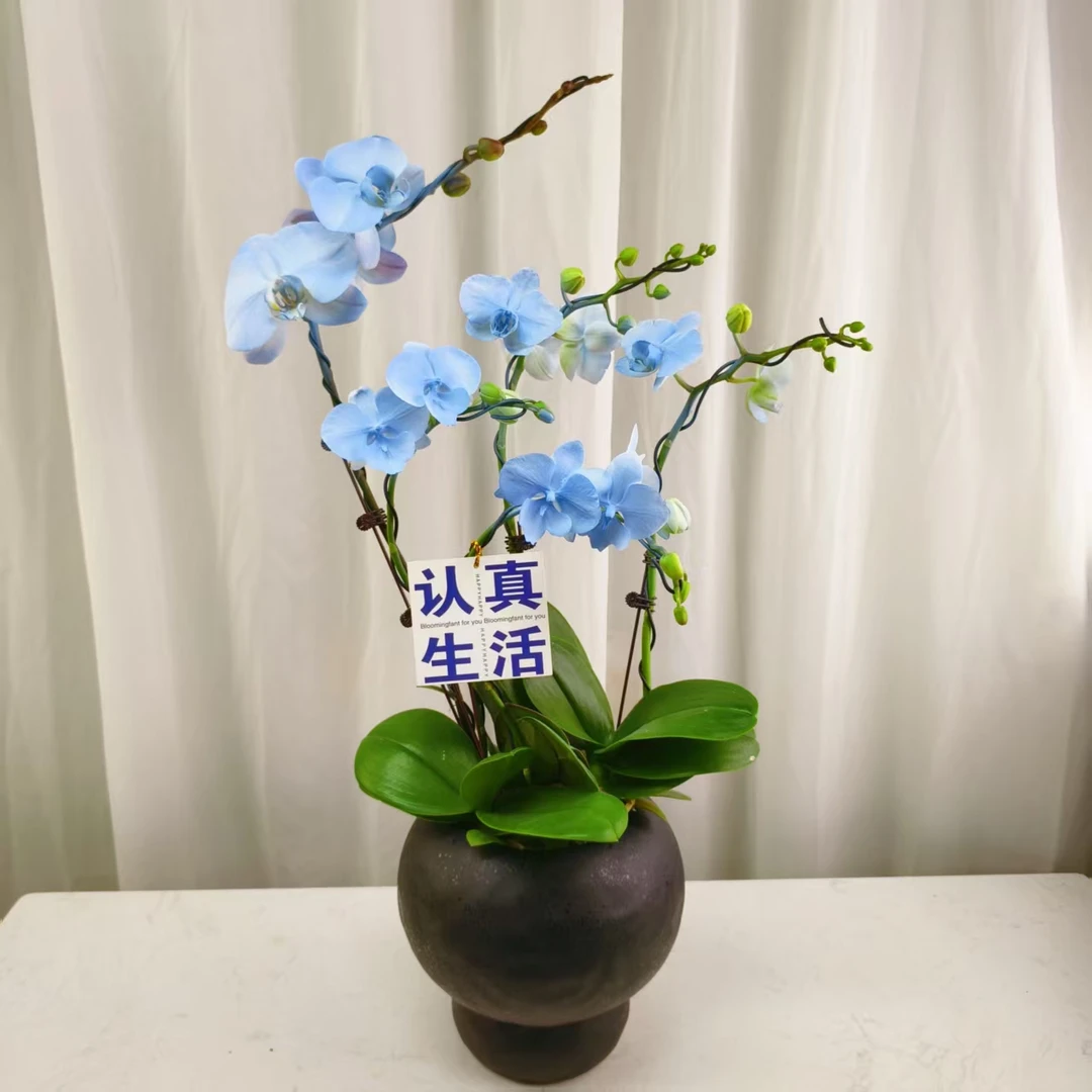 国华优选【蓝色妖姬】喷染欧品蝴蝶兰花卉高雅轻奢高级艺术盆栽
