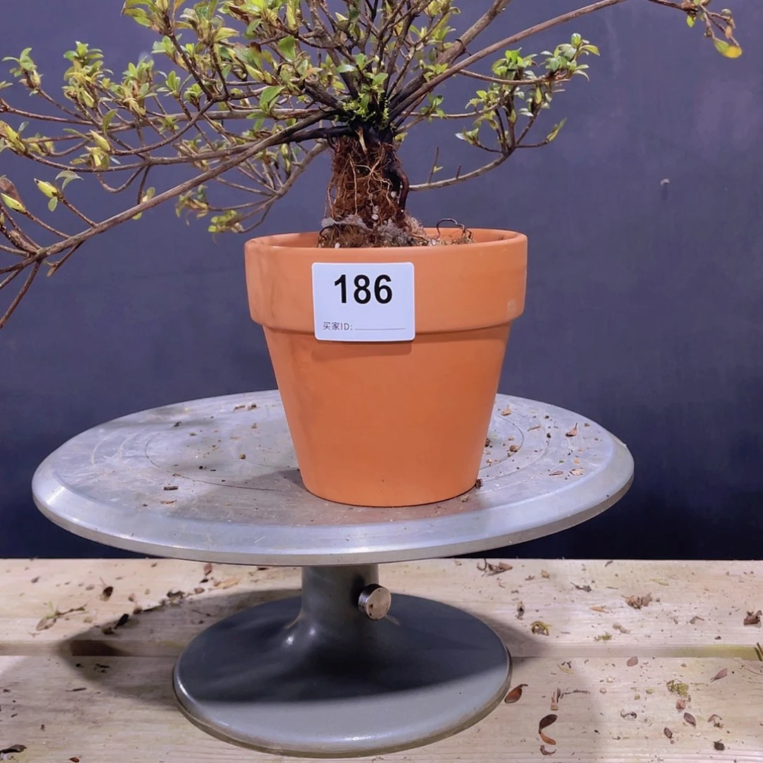 红陶直播时间一直一个