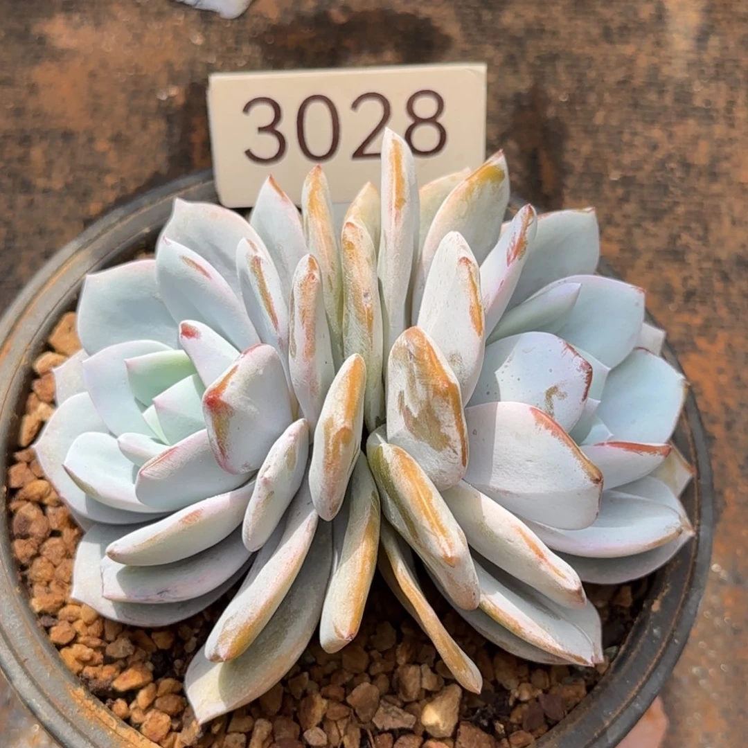 3028。       奶茶双头