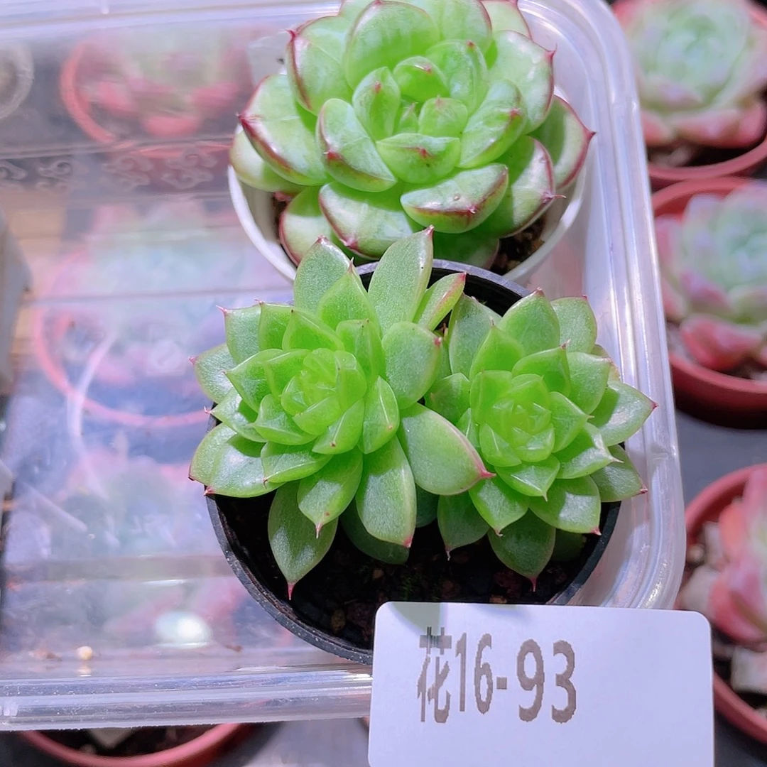 花利美16-93珍妮2颗