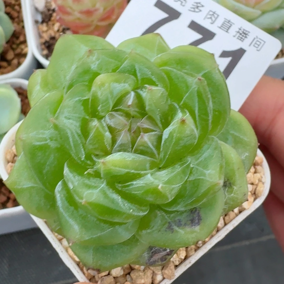 捡漏  开播福利