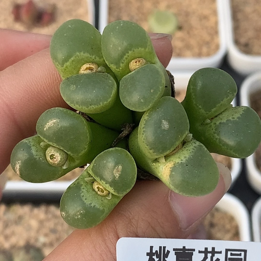 103-9-风铃超福利。