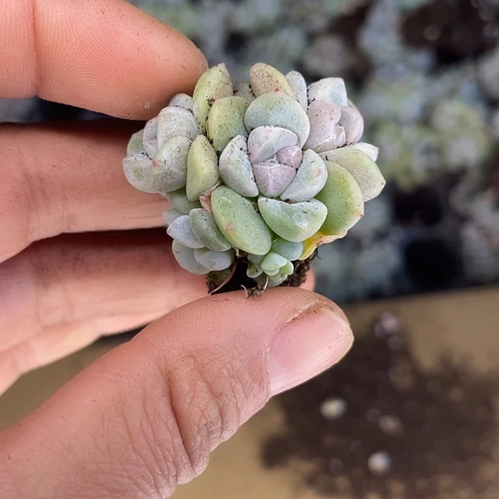 一我一拍满18包邮