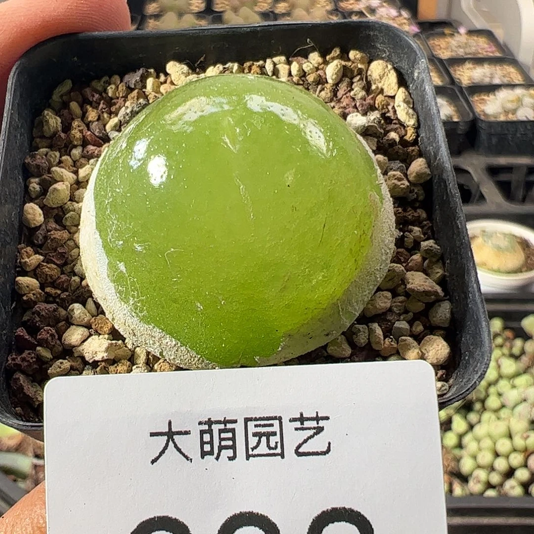 一物一拍脱土发母本大灯泡638