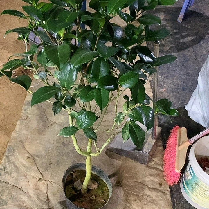 复色火瀑布。一物一拍