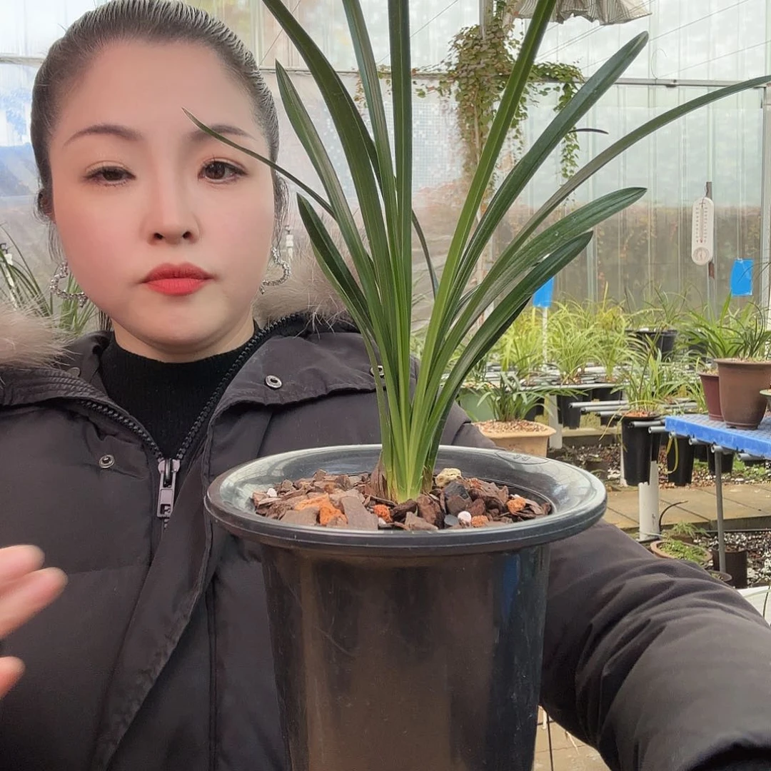 全部花苞侯*4苗带花绿云