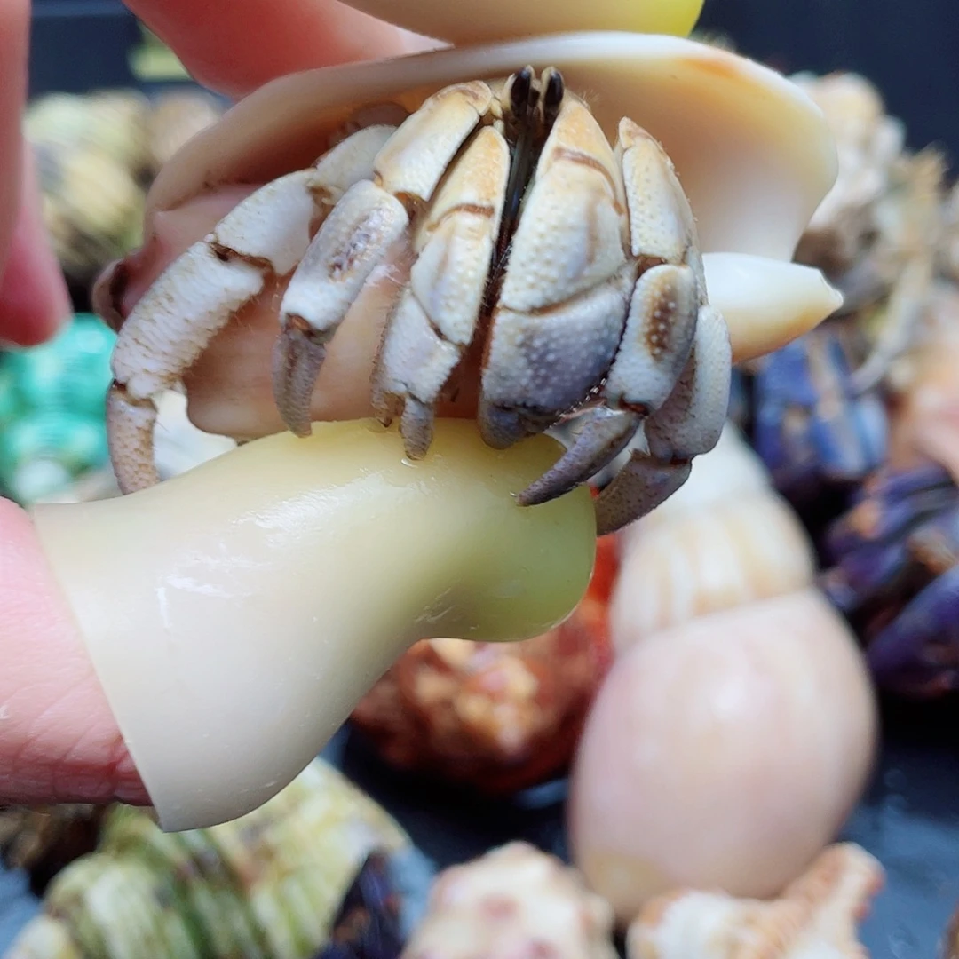 2.9口不里不拉寄居蟹