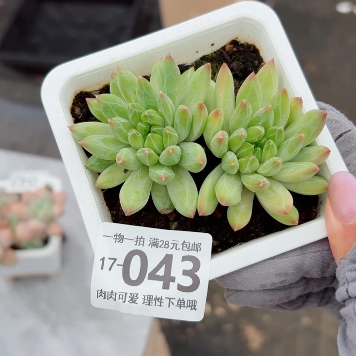 青花瓷无盆土发货多肉多