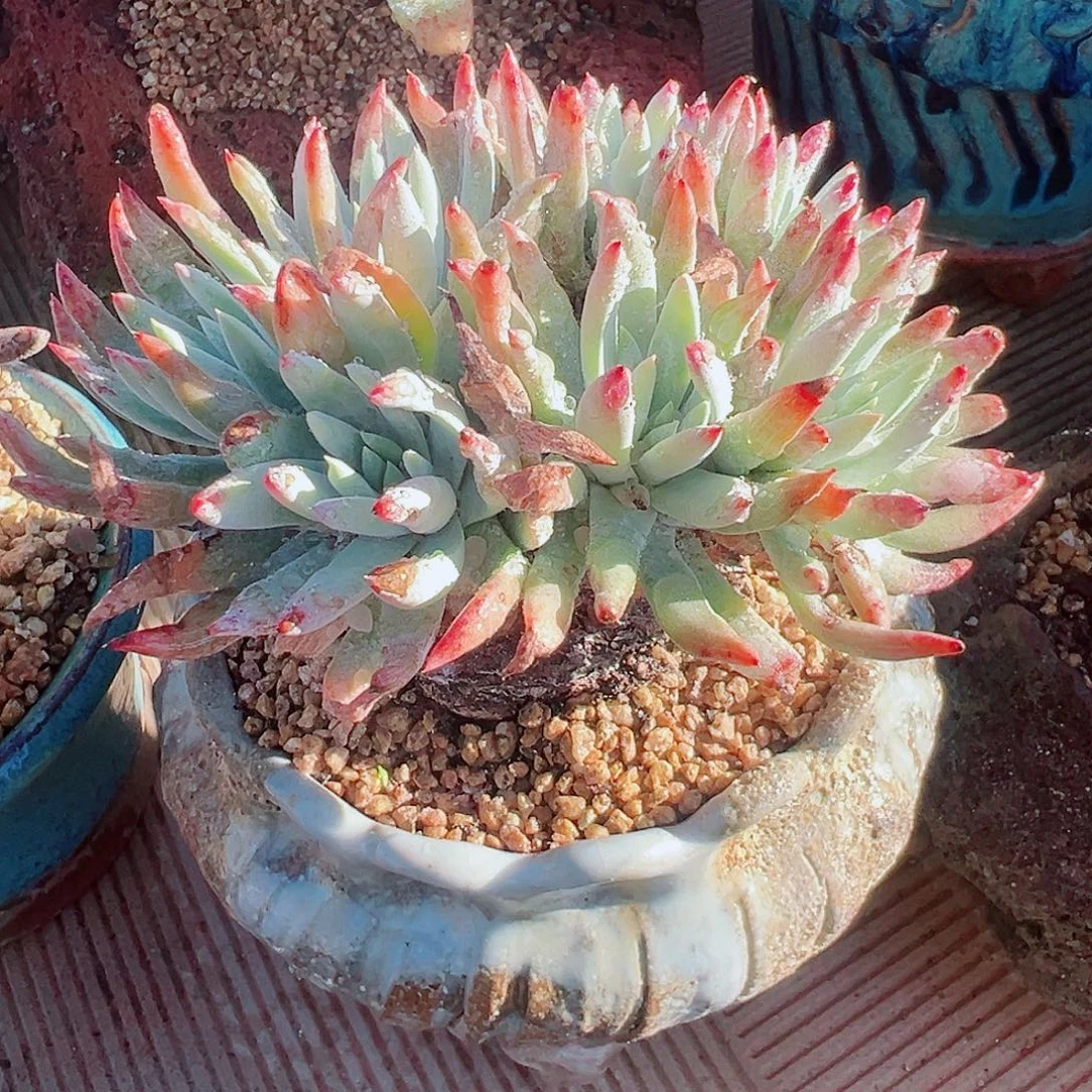 8812千寿姬仙女杯多肉