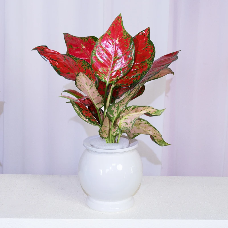 水培红如意吉利红盆栽红颜植物水养花卉好养耐阴耐摆美观办公桌