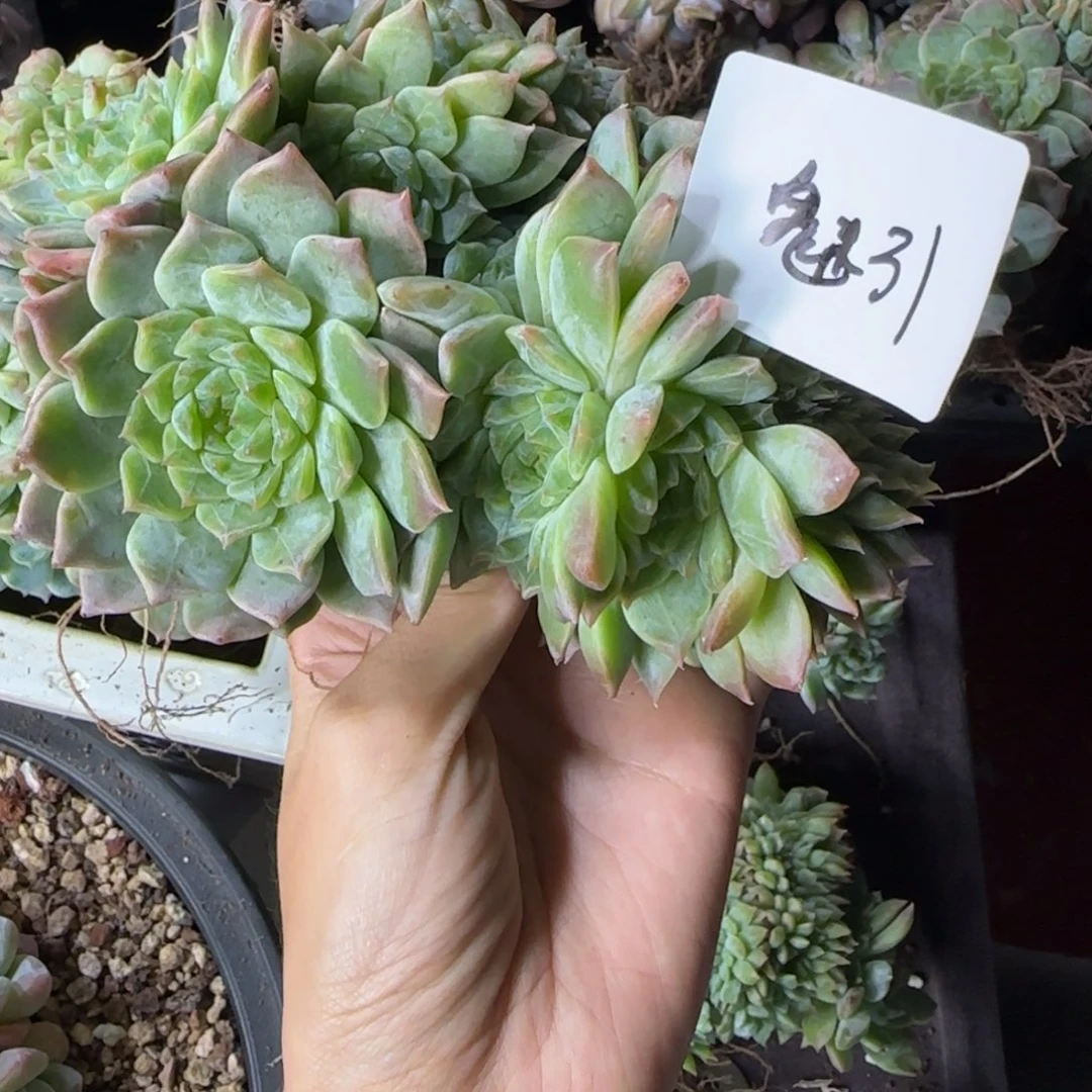 魅***引冰魄缀化一物一拍