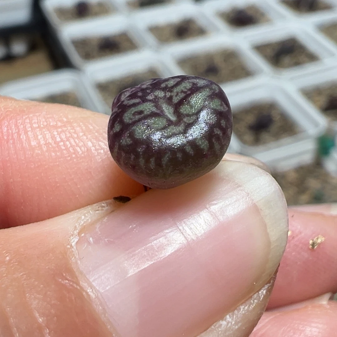 墨杂选拔紫纹流水