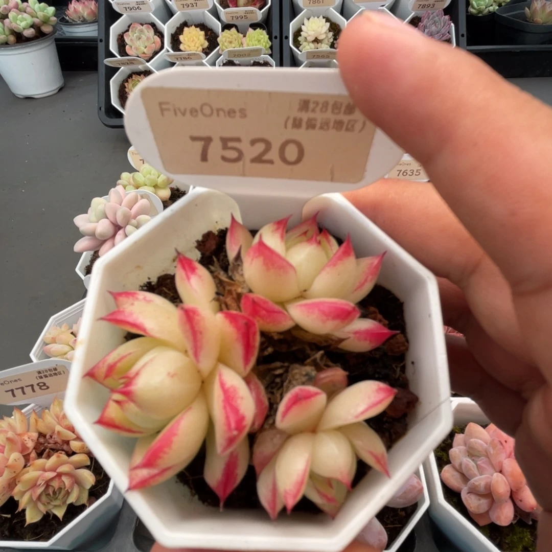 7520梦幻女王5.0厘米