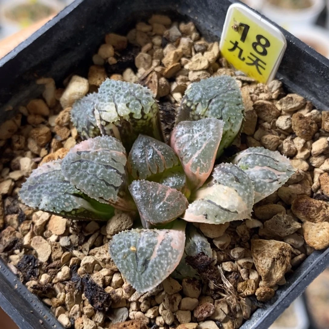 18号具味城锦黄色标签