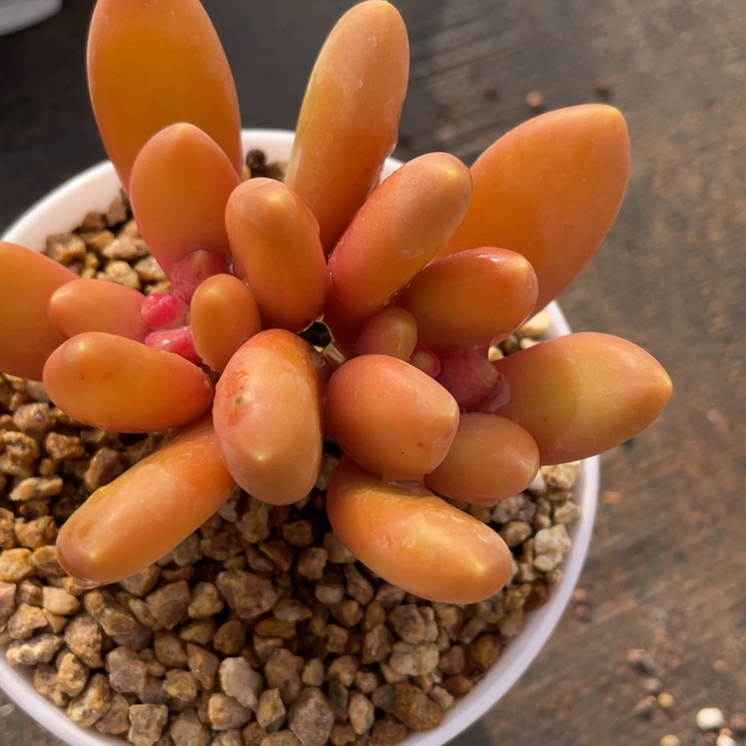 霖*姐姐说要买东西的时候不要