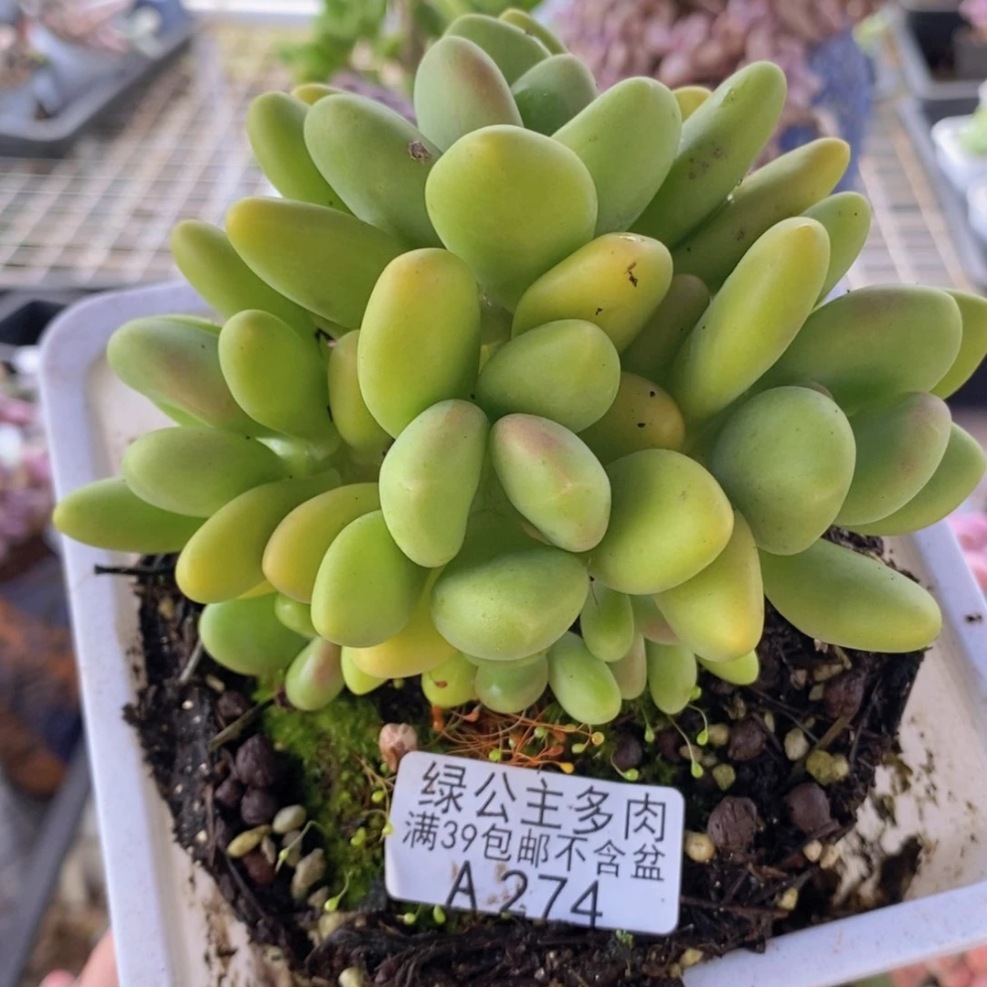 芒果奶11cm274多肉植物