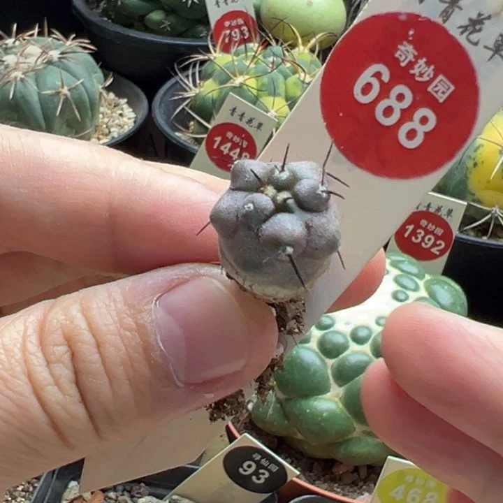 实生优选上蜡黑王丸1.5 cm