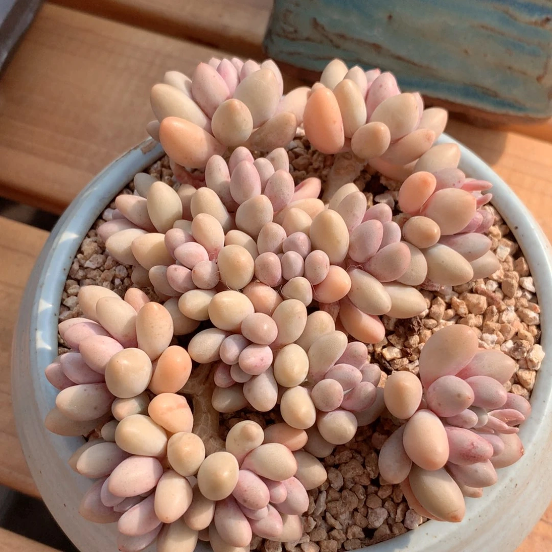 多肉植物一物一拍粉色恋人