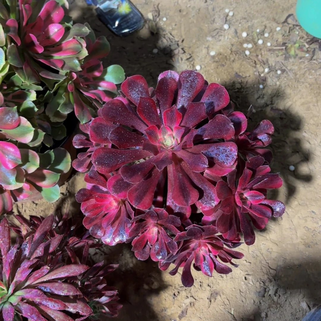 美杜莎手捧9.9多肉植物