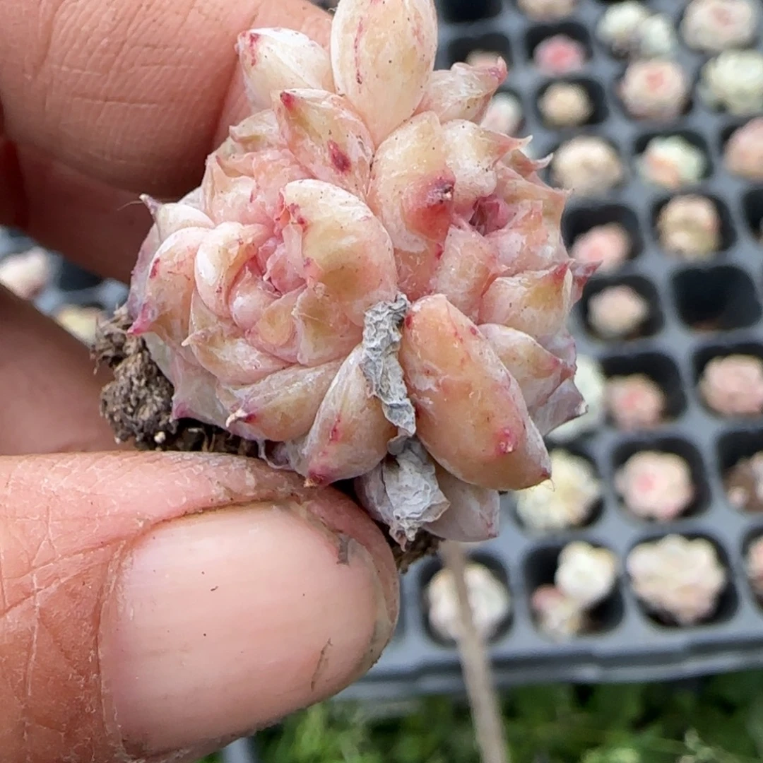 多肉小卡拉米糖心一物一拍
