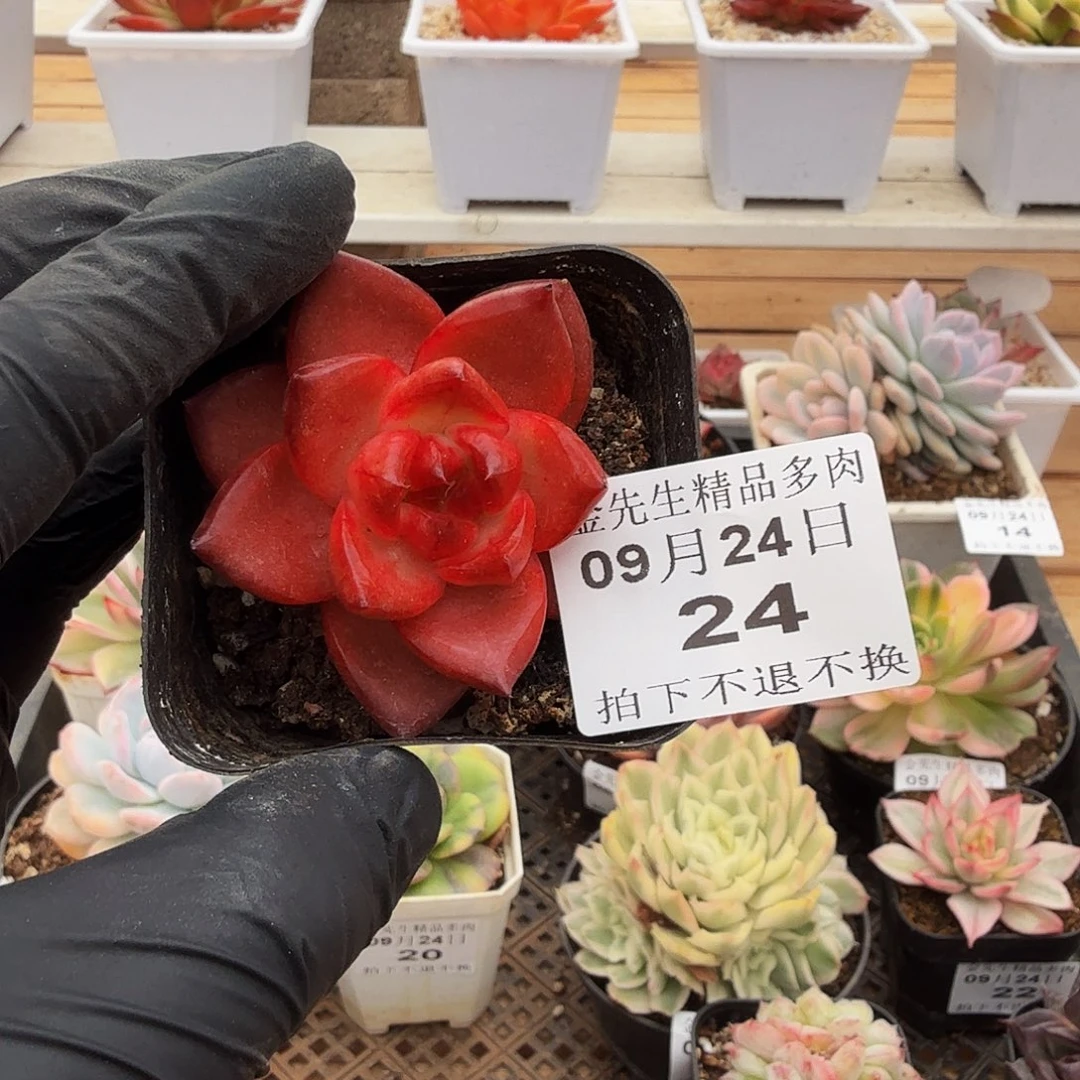 0924-24珍妮小单头