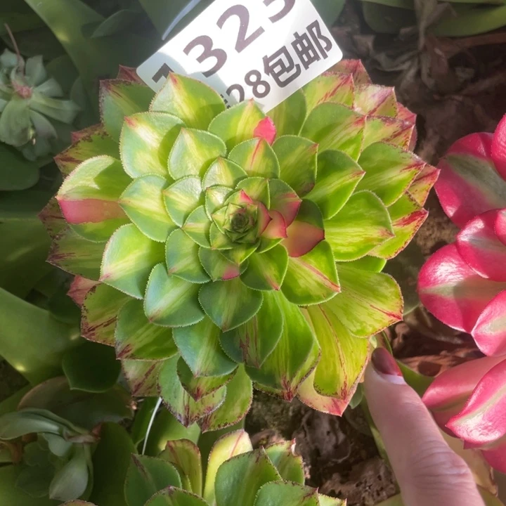 1323三号棚嫁接知否母本