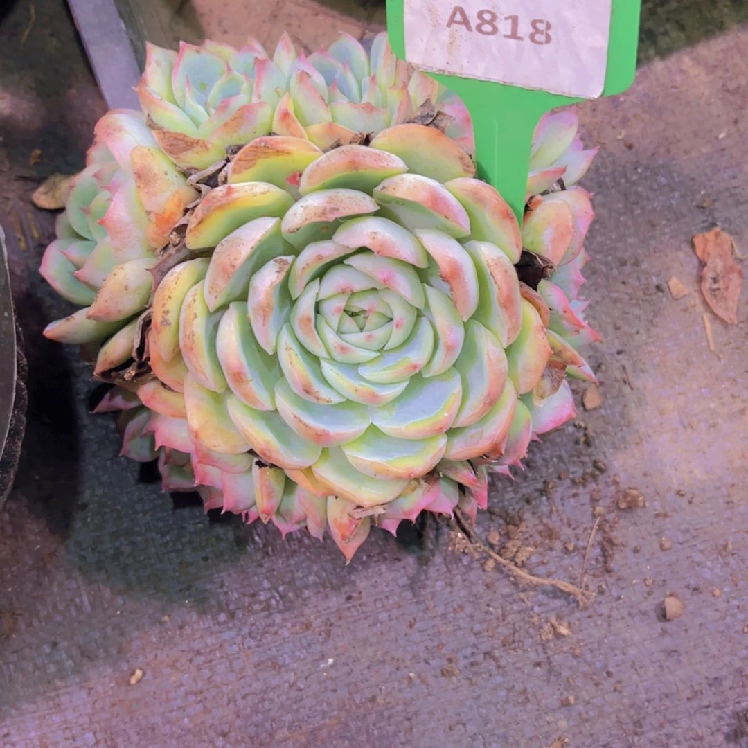 粉水晶Ａ８１８一颗一物一拍