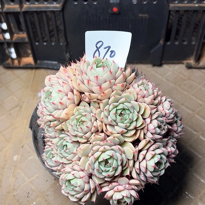 *️*870/////////////