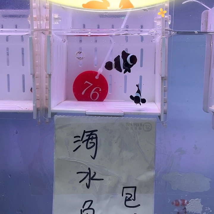 海水鱼奥黑小丑鱼